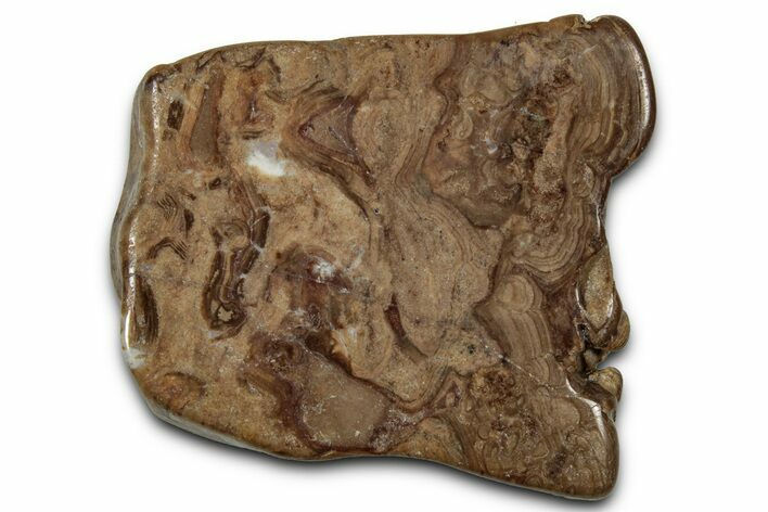 Polished Fossil Stromatolite (Chlorellopsis?) Slab - Wyoming #357259